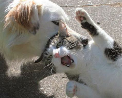 Kedi köpek kavgası